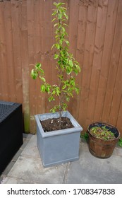 A Pear Tree In A Grey Pot