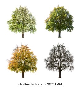 A Pear Tree Isolated Against A White Background In Different Seasons