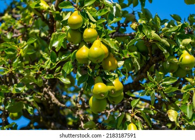 Pear tree (Latin: Pyrus communis). Ripe pears on a tree in a garden. Close up.