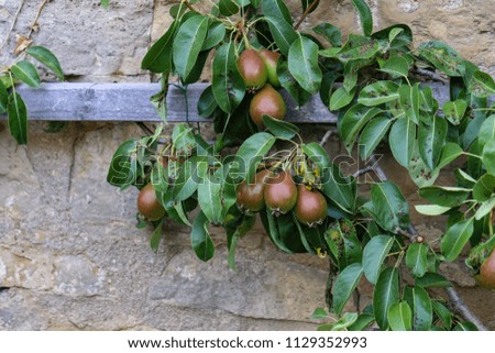 Similar – pears Pear Tree Fortress