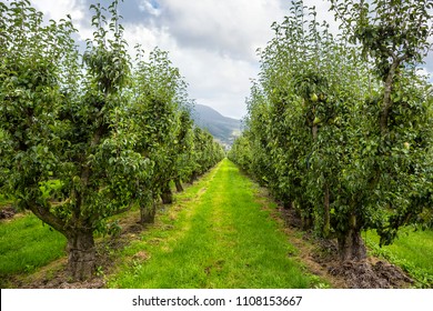 Pear Tree Orchard On Beautiful Day Stock Photo 1108153667 | Shutterstock