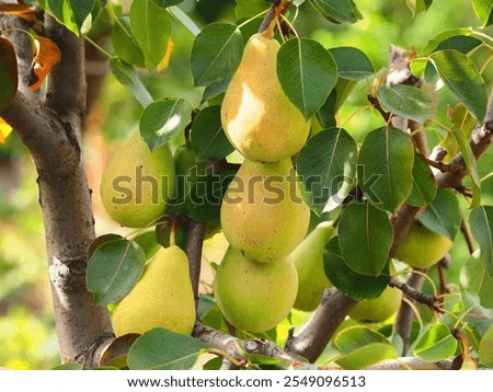 Similar – Image, Stock Photo Pears on the garden trees