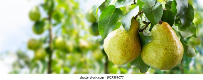 Pear tree. Ripe pears on a tree in a garden - Shutterstock ID 1927599077