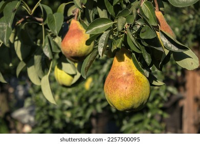 Pear tree. Ripe yellow pears on a tree in the organic garden on a blurred background of greenery. Eco-friendly natural products, rich fruit harvest. Empty Copy space for your text. 