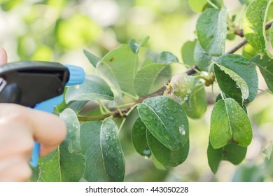 pear tree spraying against pests.
