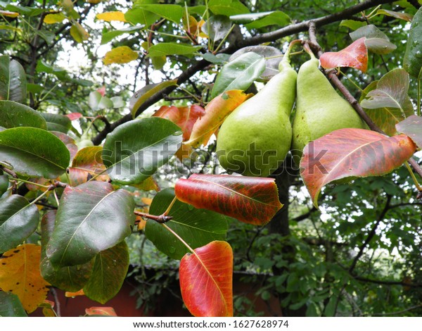 Pear tree in summer, ripe green fruit