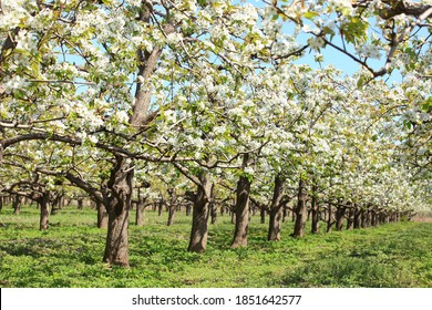 The pear trees blossom in spring
