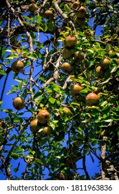 A Pear Tree's Limbs Are Full Of Luscious Fruit.  It Grows Wild On Land That Was Once A Farm.