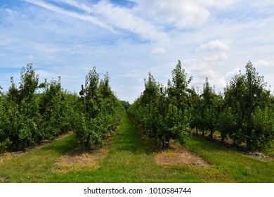 Pear Trees, Pear Orchard, Belgium