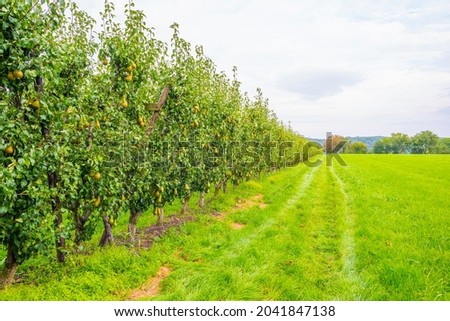 Pear trees in an orchard in a green grassy meadow in bright sunlight in summer, Voeren, Limburg, Belgium, September, 2021
