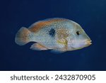 Pearl Cichlid (Geophagus brasiliensis) - Freshwater Fish