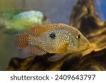pearl cichlid healthy adult, popular South American cichlid, easy to keep ornamental species for beginner aquarist, LED low light driftwood blackwater aquascape design, shallow dof, blurred background