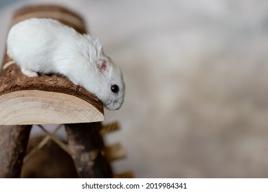 A Pearl Coloured Winter White Dwarf Hamster On A Wooden Climbing Frame With White Space