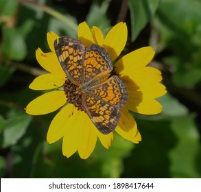 Pearl Crescent Butterfly - Phyciodes Tharos - On Yellow Sand Dune Sunflower Flower Bloom