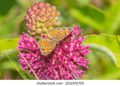 Pearl Crescent On Purple Milkweed