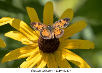 Pearl Crescent (Phyciodes Tharos) On A Black-eyed Susan (Rudbeckia Hirta) At Ijams Nature Center, Knox County, Tennessee, USA