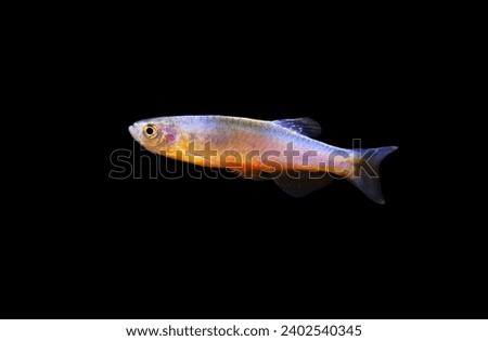 Pearl danio (White-lined danio, Rearing danio) on isolated black background.  Danio albolineatus is a tropical freshwater aquarium fish native to Southeast Asia. 