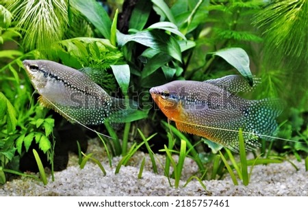 Pearl gourami (Leeri, Mosaic gourami) are swimming in freshwater aquarium. Trichogaster leeri is ornamental freshwater fish belonging to the family Osphronemidae.