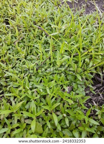 Pearl grass is a wild grass plant that belongs to the Rubiaceae family, known by the regional names elbow grass, pearl leaf, snake tongue, or katepan. This grass grows well in damp soil, in wet empty 