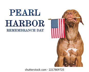 Pearl Harbor Remembrance Day. Sweet Puppy And American Flag. Studio Photo. Closeup, No People. National Holiday Concept. Congratulations For Family, Relatives, Friends And Colleagues