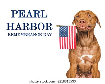 Pearl Harbor Remembrance Day. Sweet Puppy And American Flag. Studio Photo. Closeup, No People. National Holiday Concept. Congratulations For Family, Relatives, Friends And Colleagues