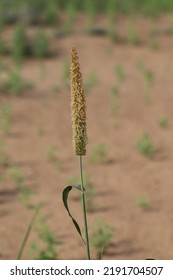 Pearl Millet (bajra) Crops In A Field In Thar.
The Arid Thar Desert Has Turned Verdant After Much-needed Spells Of Rain Fertilized The Soil.
