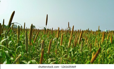 Pearl Millet Field