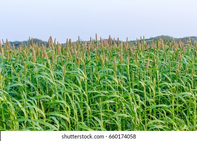 638 Bajra plant Images, Stock Photos & Vectors | Shutterstock