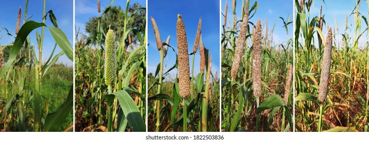 Pearl Millet Growing Up Photo Series Or Time Lapse