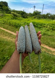 Pearl Millet In Hand With Green Background