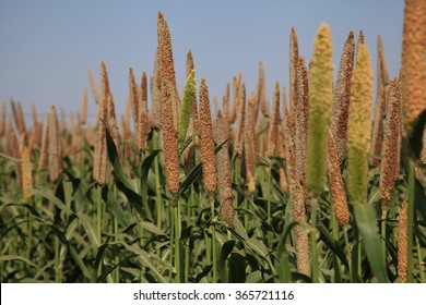 Pearl Millet, India