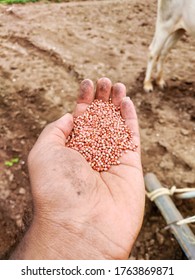 Pearl Millet Seeds Hold In Hand