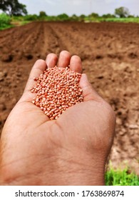 Pearl Millet Seeds Hold In Hand