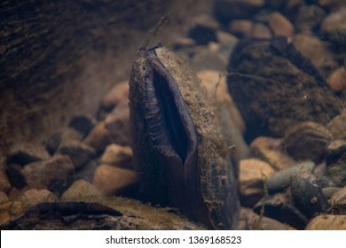 Pearl Mussel Underwater