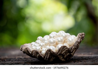 Pearl On Shell And On Nature Background. 