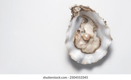 Pearl, One Natural pearl inside the oyster shell, close up, over grey background. Top view. Nacre. Mother-of-pearl. Wealth concept