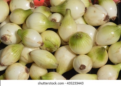 Pearl Onion