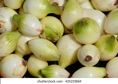 Pearl Onion