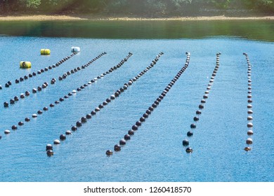 Pearl Rows In The Ocean, Production And Cultivation Of Pearls In The Ocean. Landscape And Pearl Aqua Farming Cultivation Shima Japan.