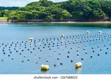 Pearl Rows In The Ocean, Production And Cultivation Of Pearls In The Ocean. Pearl Aqua Farming Cultivation Shima Japan.