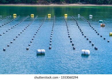 Pearl Rows In The Ocean, Production And Cultivation Of Pearls In The Ocean. Pearl Aqua Farming Cultivation Shima Japan.