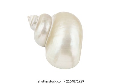 Pearl seashell isolated on white close-up - Powered by Shutterstock