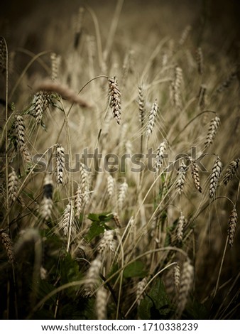 Similar – Sommergräser II Gras gelb