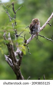 Pearl Spotted Owl In The Kruger National Park