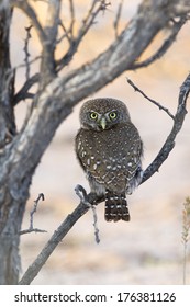 Pearl spotted Owlet (Glaucidium perlatum) perched, with head turned to face the observer. Kalahari Desert, South Africa