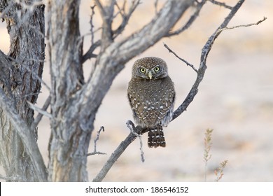 Pearl spotted Owlet (Glaucidium perlatum) perched, with head turned 180 degrees to face the observer. Kalahari Desert, South Africa
