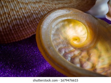 A Pearlescent Exotic Sea Shell Shot Close Up On A Tabletop