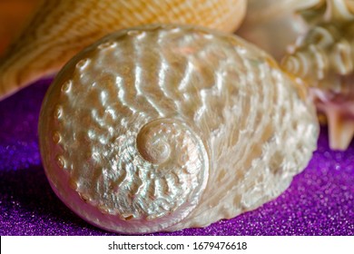 A Pearlescent Exotic Sea Shell Shot Close Up On A Tabletop