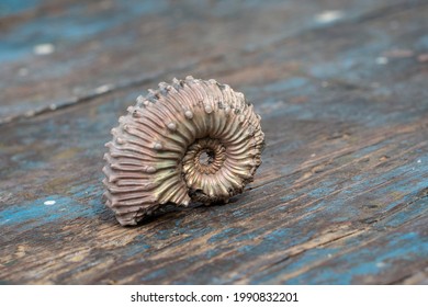 Pearlescent Luster Of The Jurassic Ammonite Shell Kosmoceras Spinosum