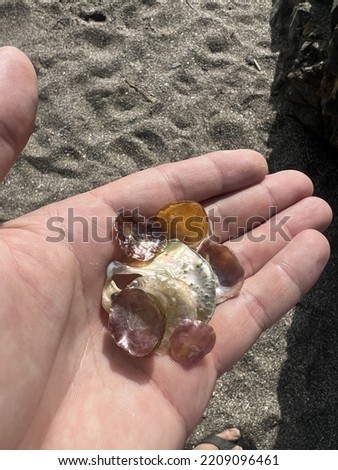 pearlescent shells held in hand on a beach